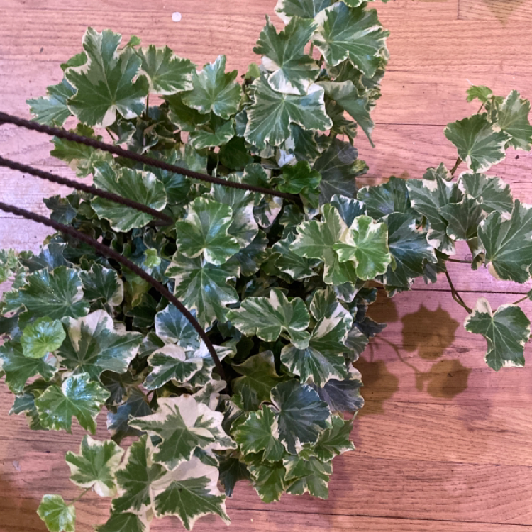 Photo of the plant species Scarlet geranium by @Leelooplants named Lauren’s Lace on Greg, the plant care app