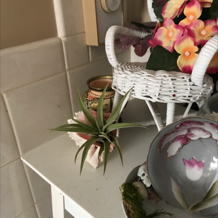 Tillandsia Erubescens plant on a white surface with decorative items in the background.