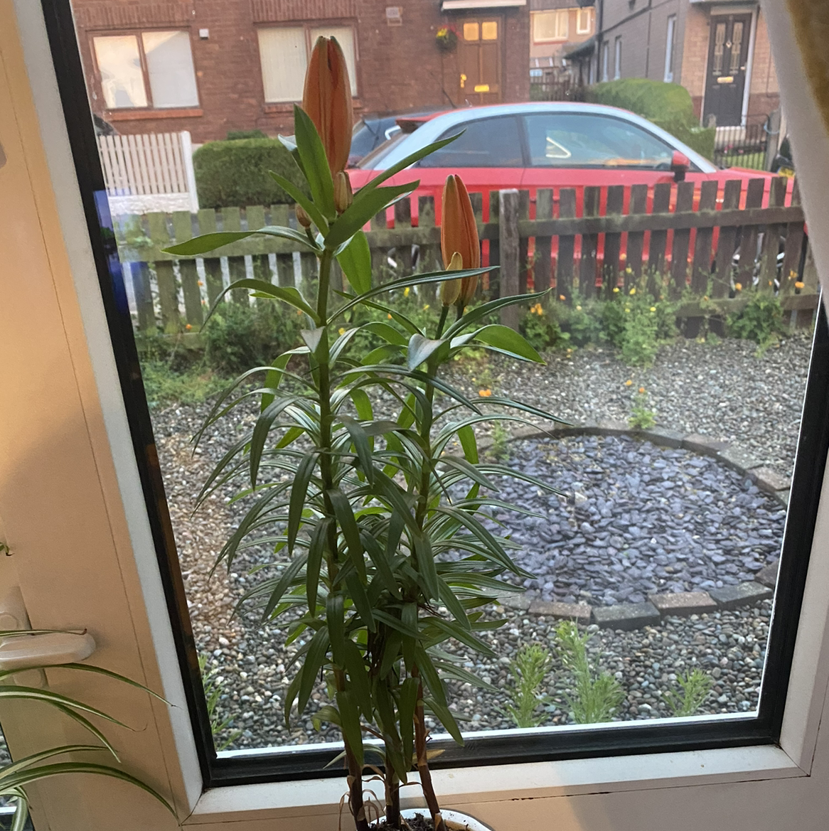 Photo of the plant species Orange Lily by @chloedonoghue named Shangela on Greg, the plant care app