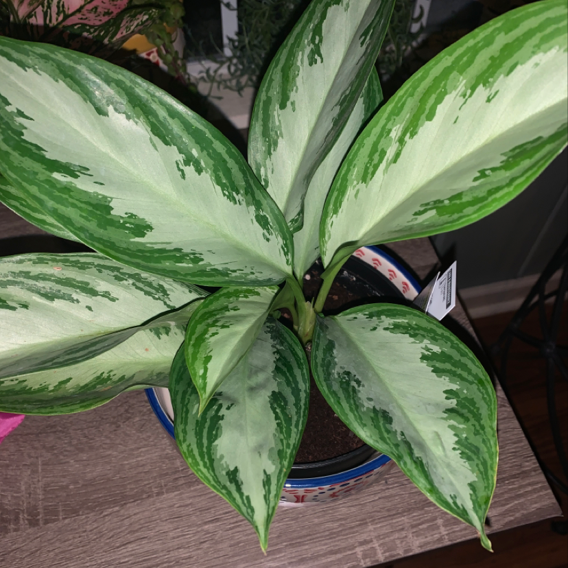 Healthy Chinese Evergreen houseplant with vibrant green and white variegated leaves, potted in dark container.