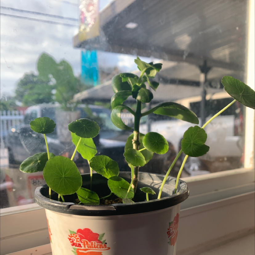Potted Manyflower Marshpennywort plant with round green leaves, placed on a windowsill.