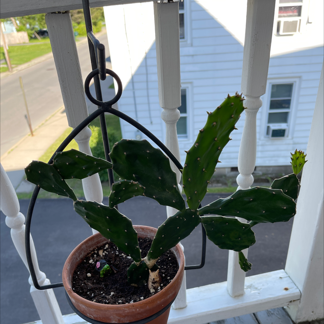 Brazilian Pricklypear plant in a pot hanging on a balcony, appears healthy.
