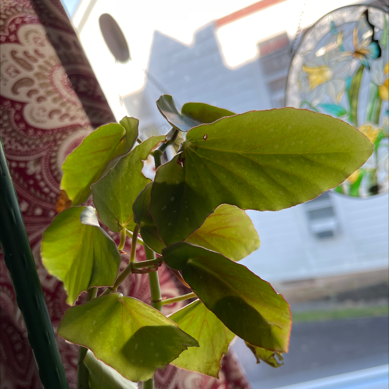 Photo of the plant species Pendula Begonia by Tracy named Blondie on Greg, the plant care app