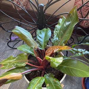 Philodendron Prince of Orange plant photo by Tracy named Philo on Greg, the plant care app.