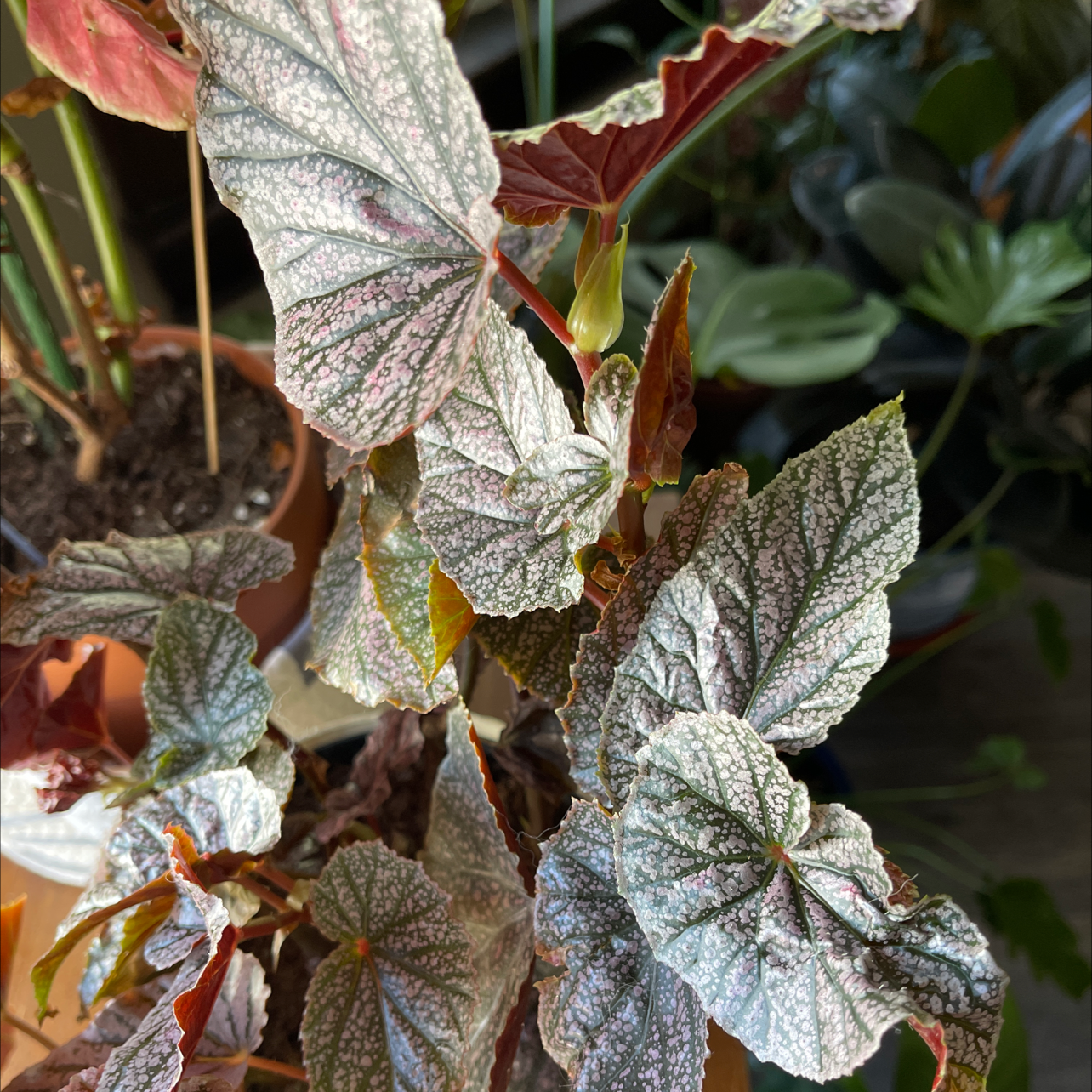 Begonia 'Benigo Pink' plant with patterned leaves in a pot. Soil is visible.