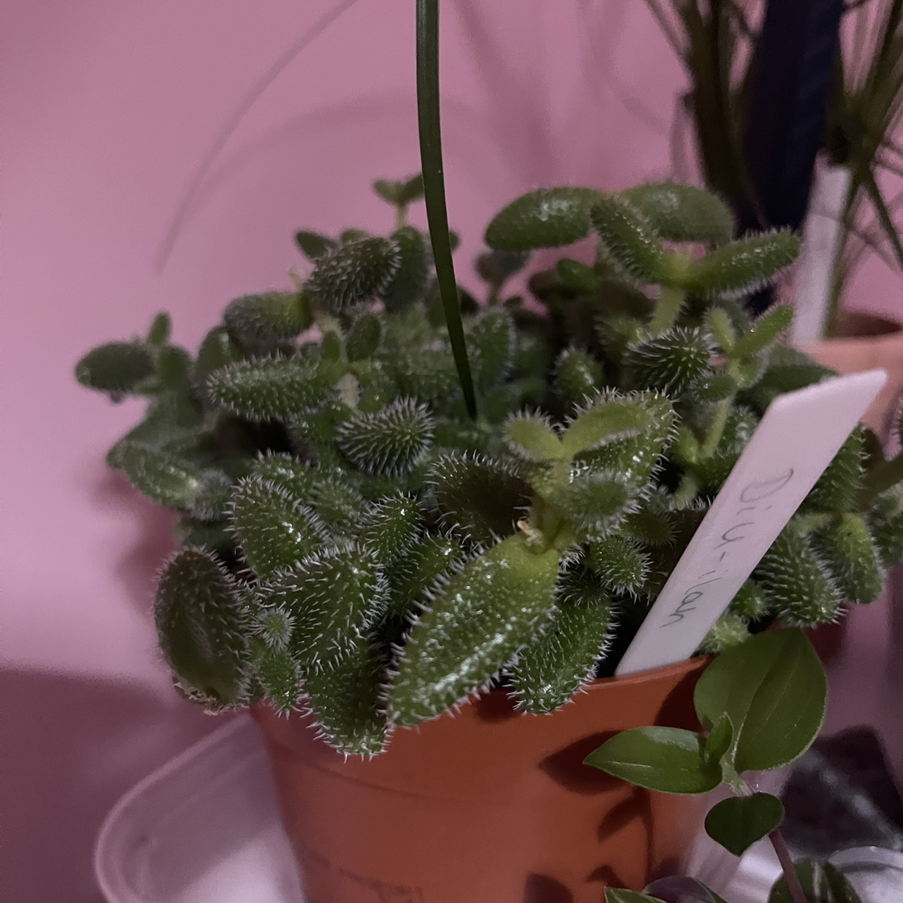 Pickle Plant plant photo by @RhiannonRuth named Dill-ilah on Greg, the plant care app.