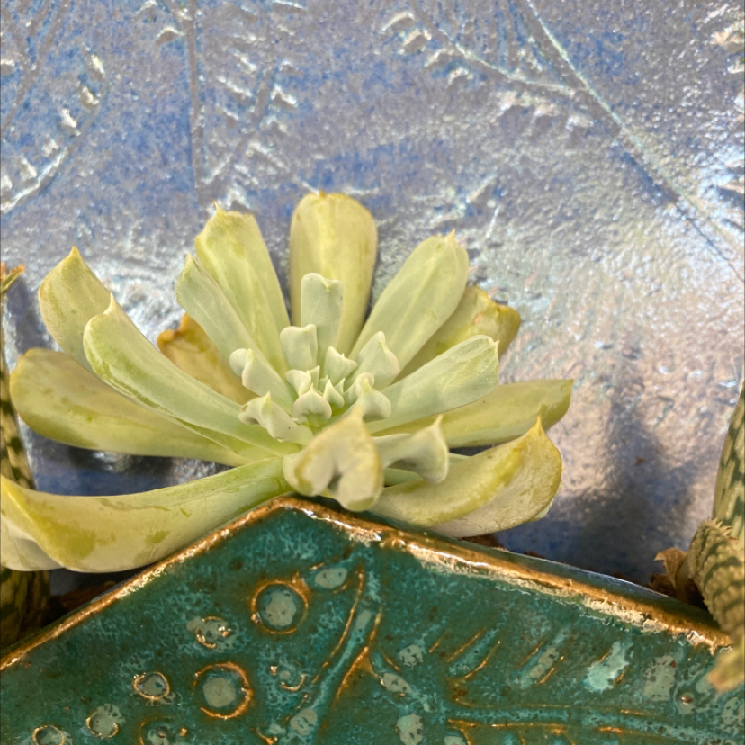 Echeveria 'Topsy Turvy' plant with yellowing and browning leaves in a decorative pot.