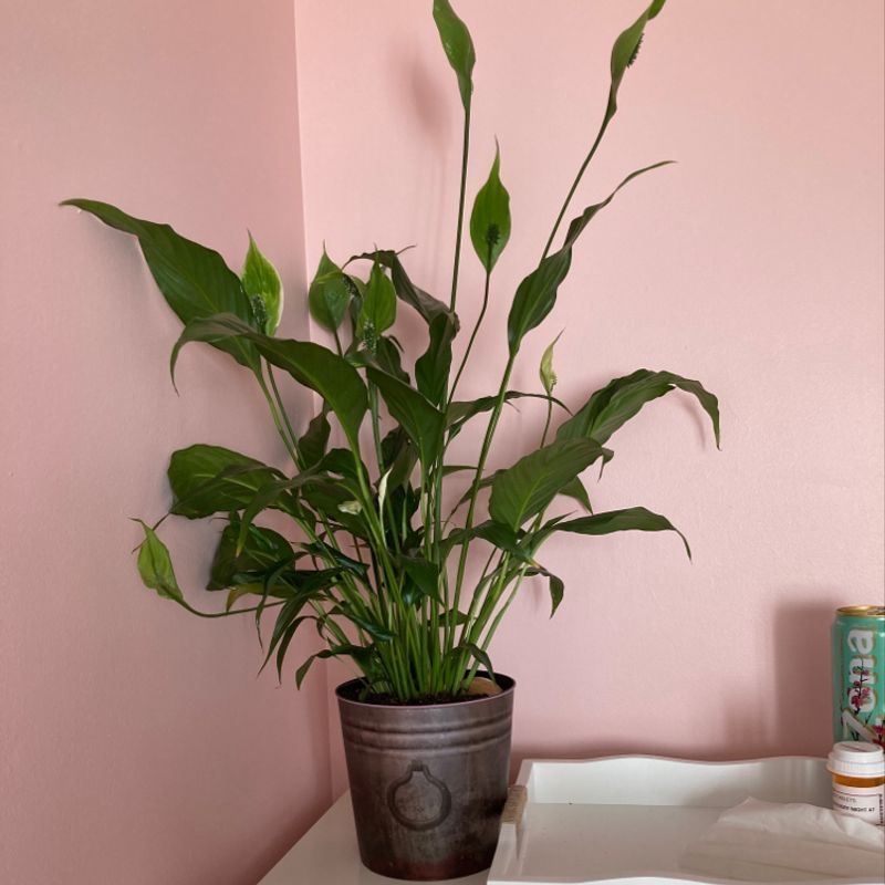 Thriving peace lily with lush green leaves in a brown ceramic pot, no signs of discoloration or disease, well-framed against pink.