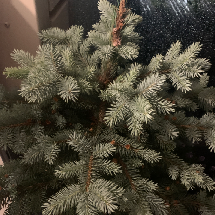 Blue Spruce plant with dense, needle-like foliage, slight browning visible.