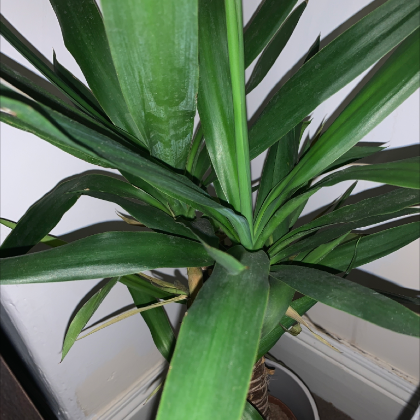 Blue-Stem Yucca plant photo by @HitLulz named Yuco on Greg, the plant care app.