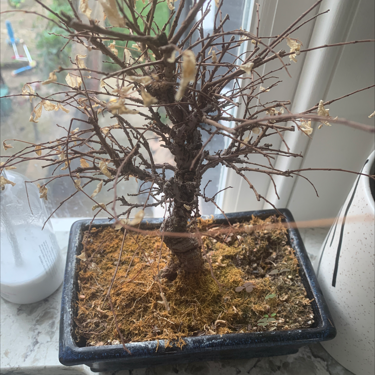 A small Chinese Elm bonsai tree in a blue pot, with bare branches indicating winter dormancy, sitting on a sunny windowsill.