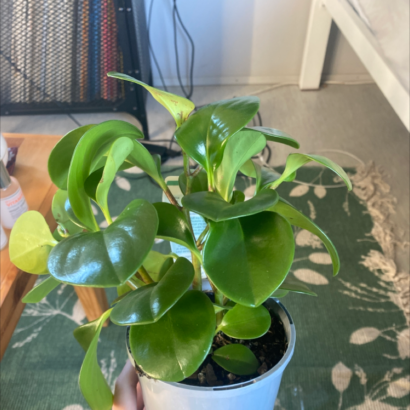 Baby Rubber Plant plant photo by @Scp-172 named Homer on Greg, the plant care app.
