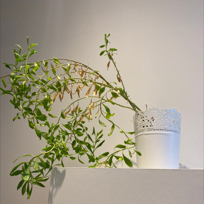 Photo of the plant species Straight Talk Privet by Catriona named Plato on Greg, the plant care app