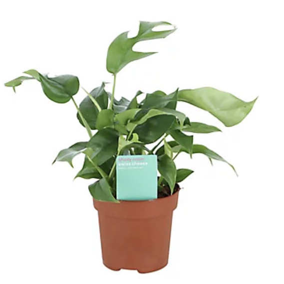 Monstera plant photo by Abigail named Monstera on Greg, the plant care app.