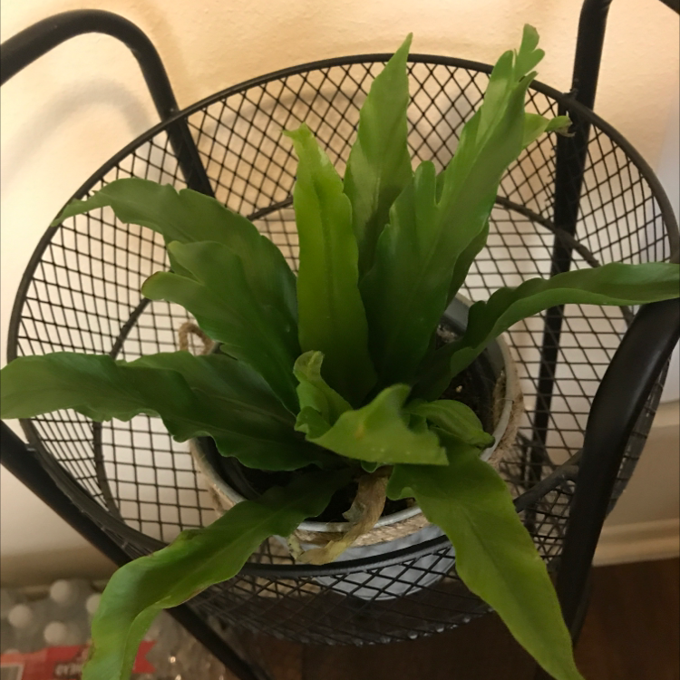 Bird's Nest Fern plant photo by @Hexced named Abbadon on Greg, the plant care app.