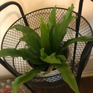 Bird's Nest Fern plant photo by Hexced named Abbadon on Greg, the plant care app.