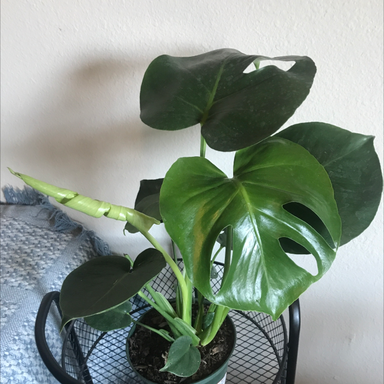 Monstera plant photo by @Hexced named Samael on Greg, the plant care app.