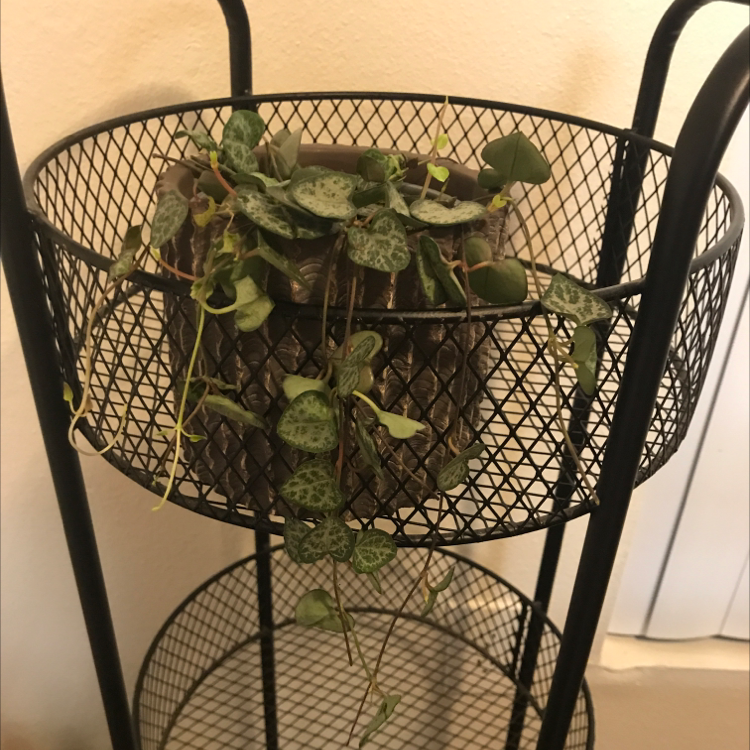 String of Hearts plant photo by @Hexced named Amaymon on Greg, the plant care app.