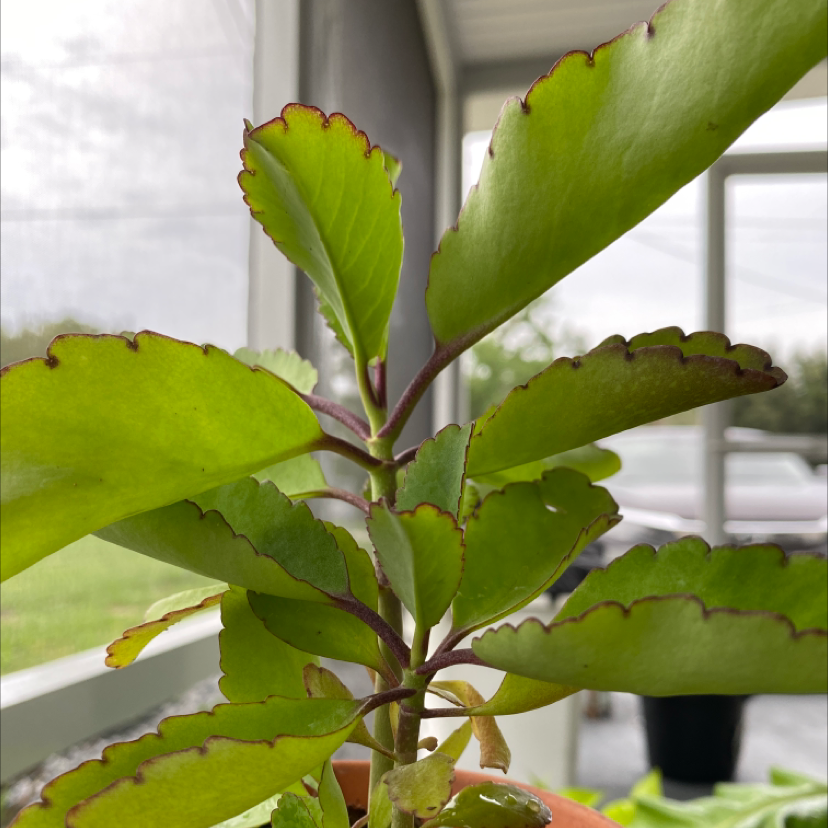 Photo of the plant species Cathedral Bells by Brianna named Athena on Greg, the plant care app