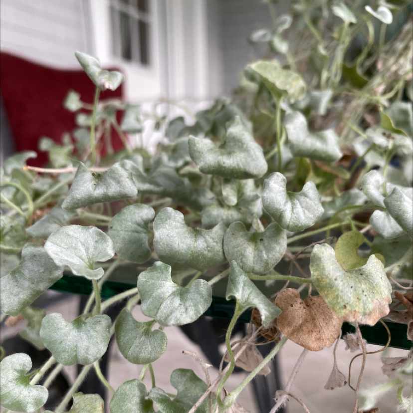 Silver Ponysfoot plant with silver-green leaves, some showing browning and yellowing.