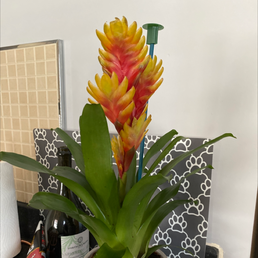 Photo of the plant species Flaming Sword Bromeliad by @katiemarsh named Brommi on Greg, the plant care app