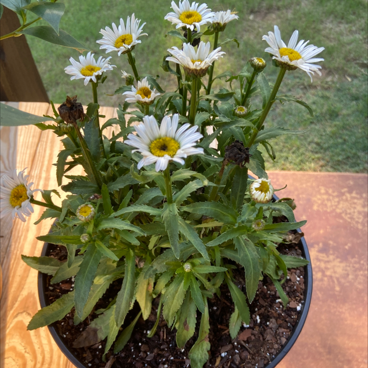 Potted Ox-Eye Daisy with multiple flowers, some showing browning.