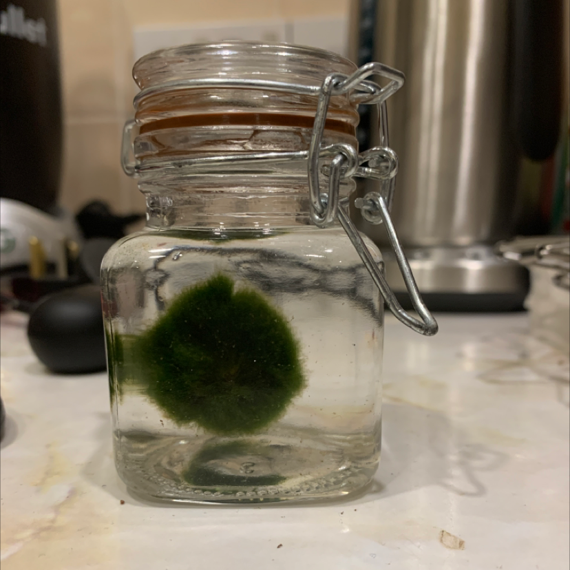 Marimo plant photo by @Alfonzo named Moss on Greg, the plant care app.