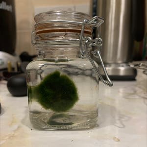 Marimo Moss Balls plant photo by @Alfonzo named Moss on Greg, the plant care app.