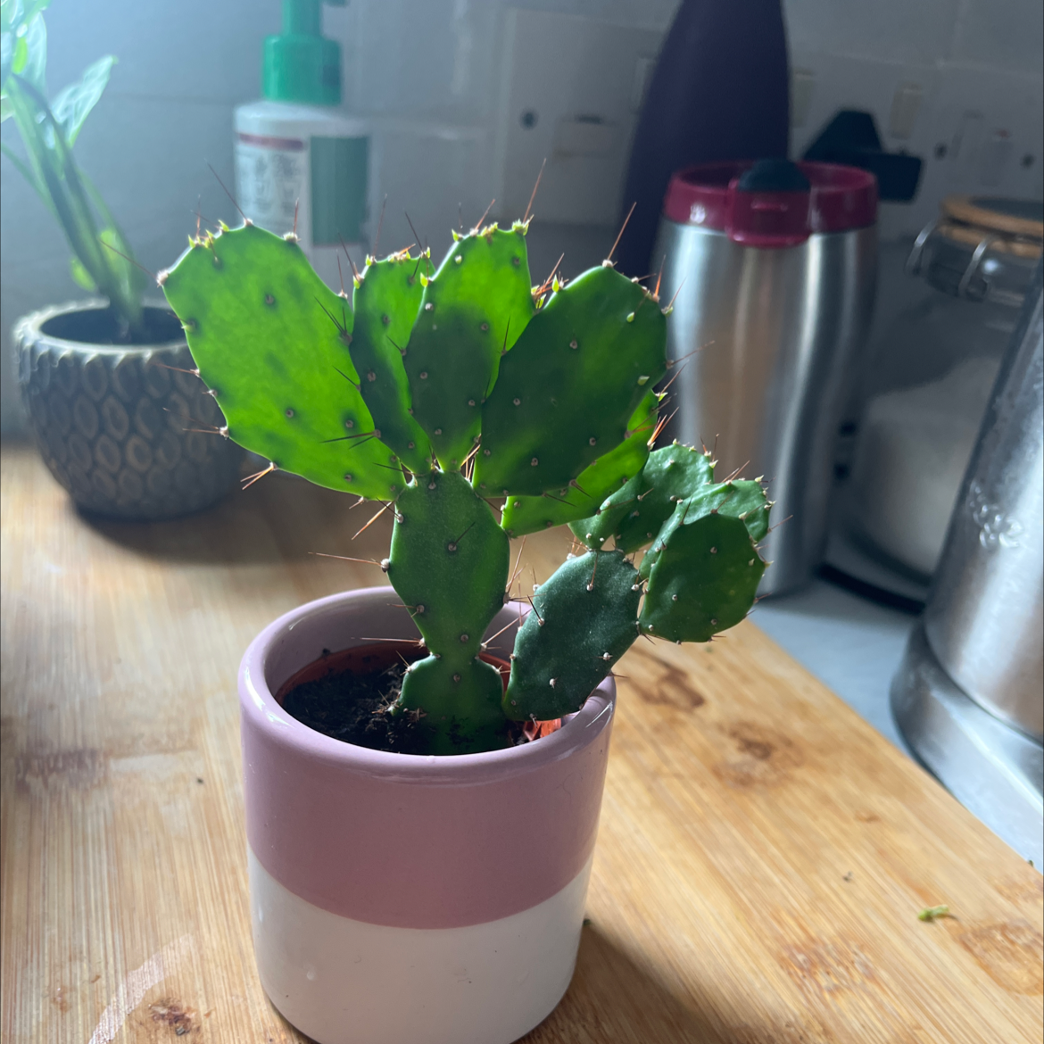 Brazilian Pricklypear plant in a small pot on a wooden surface, appears healthy.