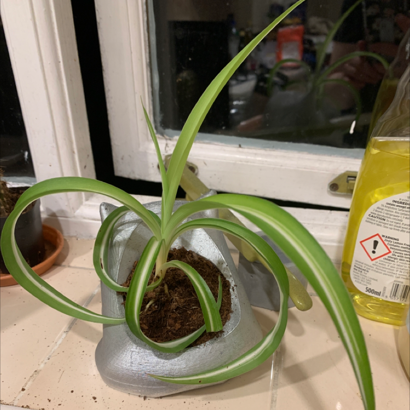 Spider Plant plant photo by @Alfonzo named Spodermen on Greg, the plant care app.