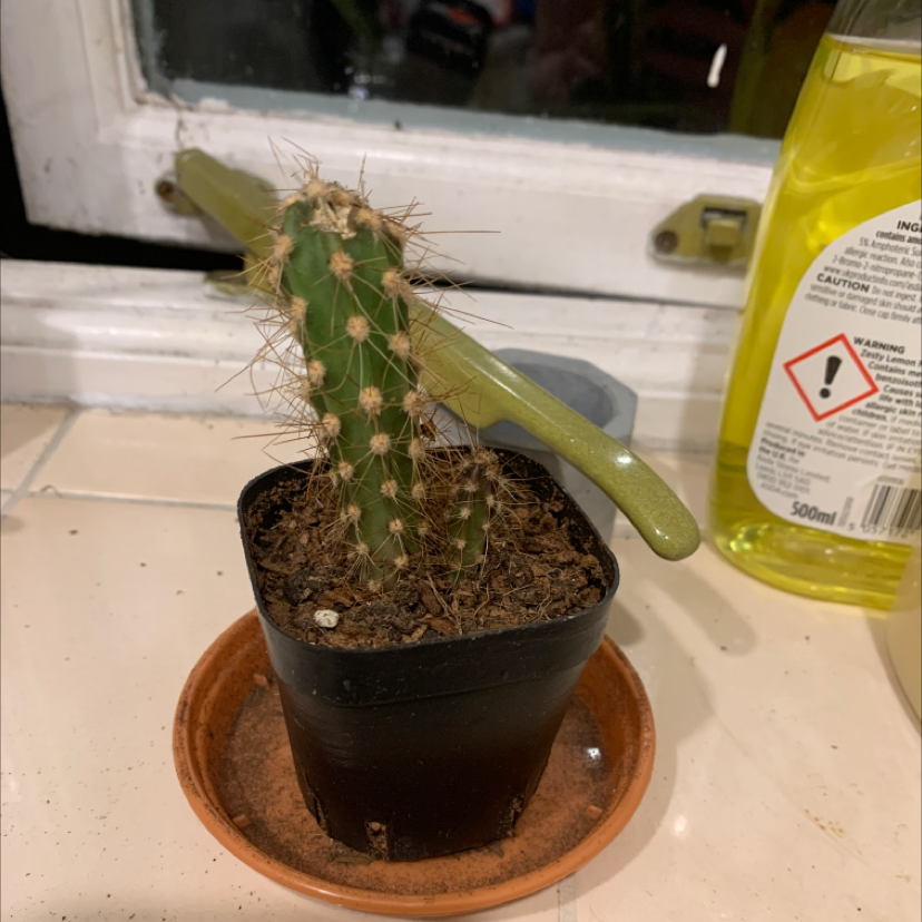 Photo of the plant species Engelmann's Hedgehog Cactus by @Alfonzo named Prickly Pete on Greg, the plant care app