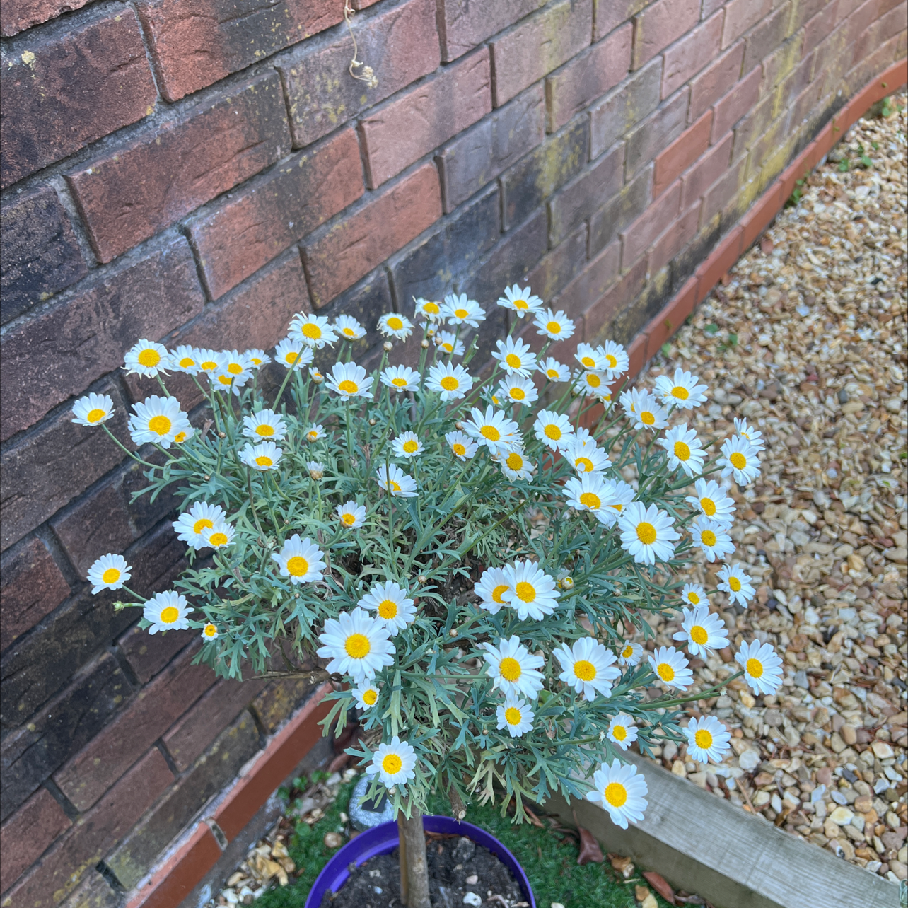 Marguerite Daisy plant with white flowers and yellow centers against a brick wall.