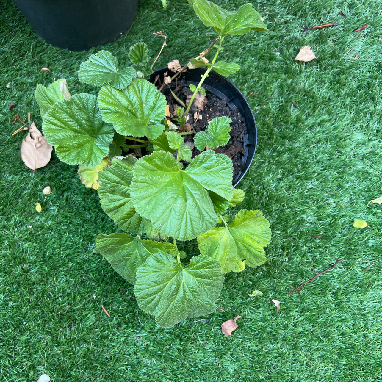 🌱 How Do I Propagate My Summer Squash?