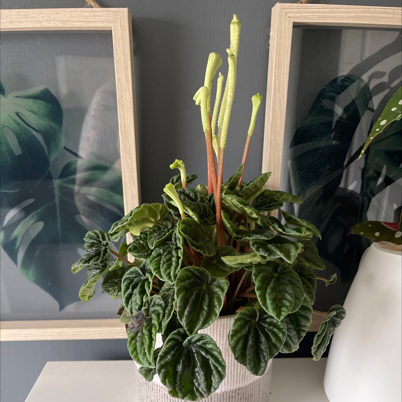 Photo of the plant species Emerald Ripple Peperomia by Holly named Peperomia Lilian on Greg, the plant care app