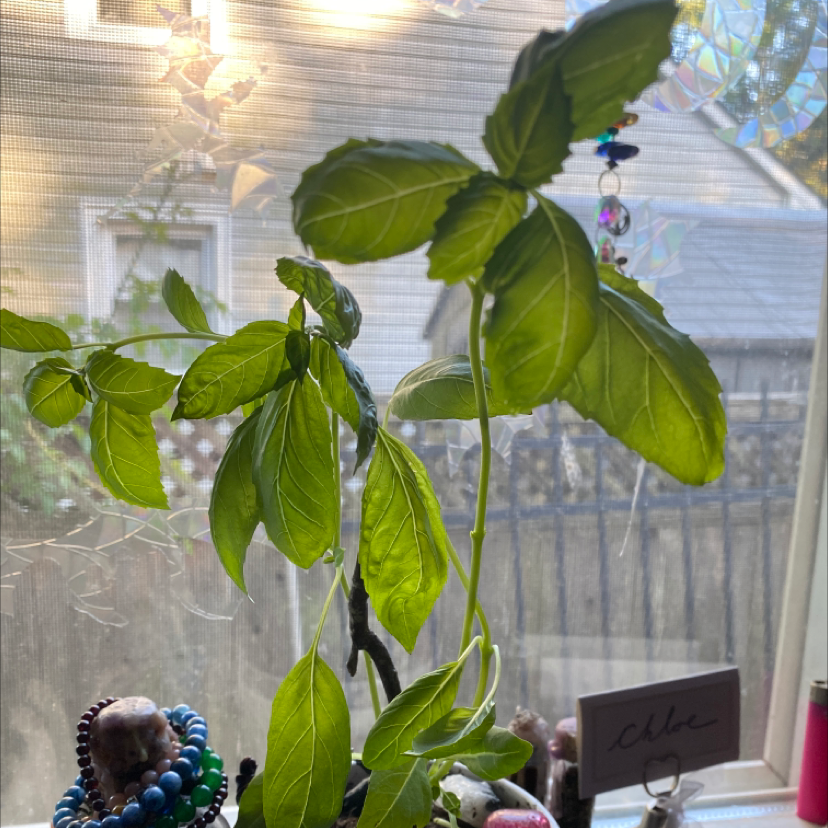 Sweet Basil plant photo by Chloe named Basil buddy on Greg, the plant care app.