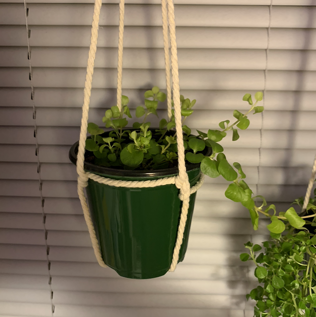 Hanging potted Creeping Jenny plant in a macrame holder with green leaves.