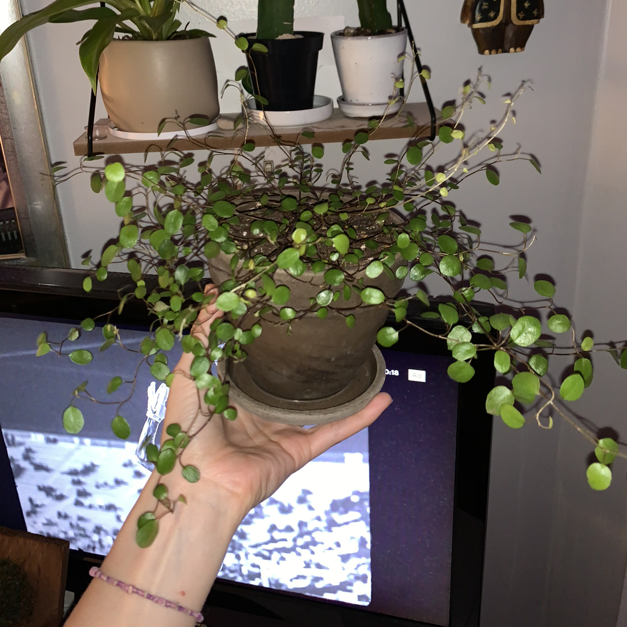 Sprawling Wirevine plant in a pot, held by a hand, with green leaves and other plants in the background.