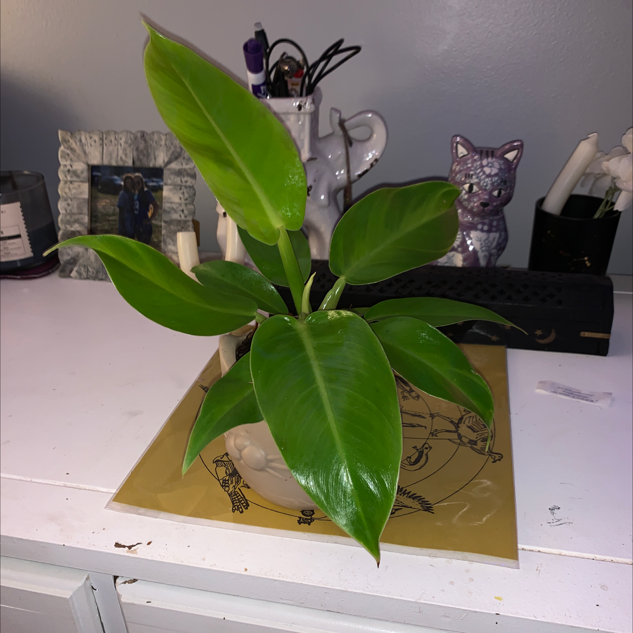 Philodendron 'Moonlight' plant on a table with vibrant green leaves.