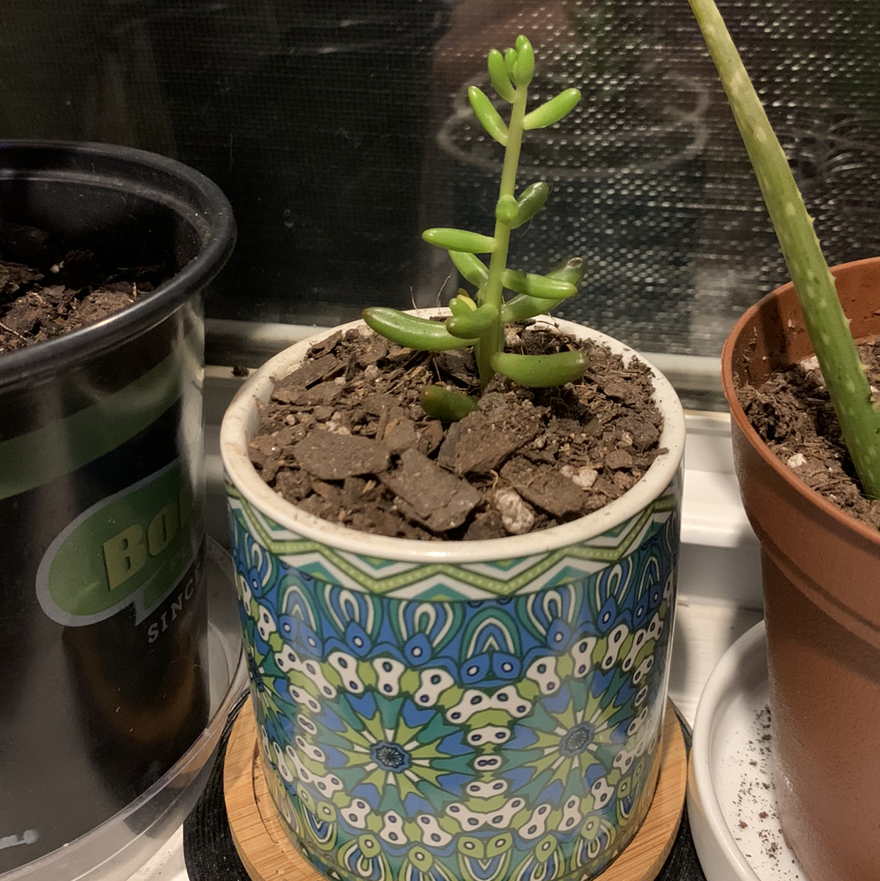 Jelly Bean Plant in a decorative pot with visible soil, surrounded by other potted plants.