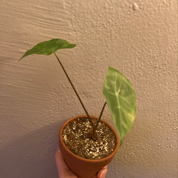 Healthy young Arrowhead Plant in terracotta pot with two green arrowhead-shaped leaves, held in human hand against tan background.
