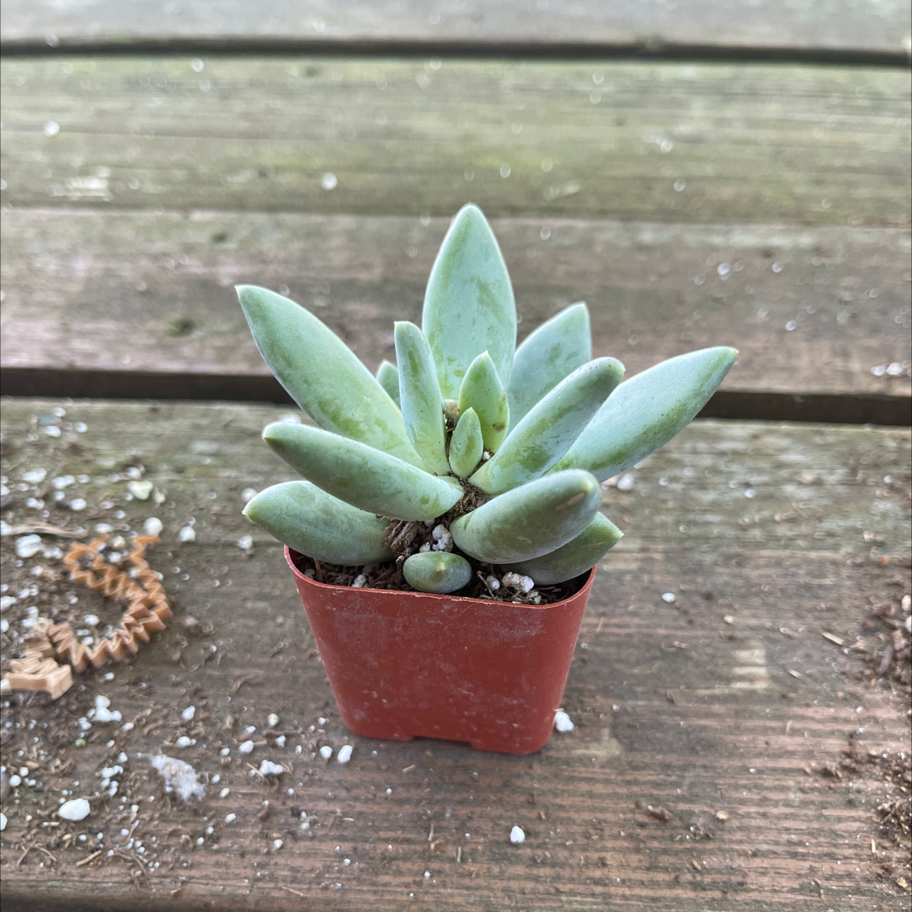 A small succulent plant in a red pot on a wooden surface.