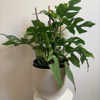 Mini Monstera plant in Richmond, Victoria
