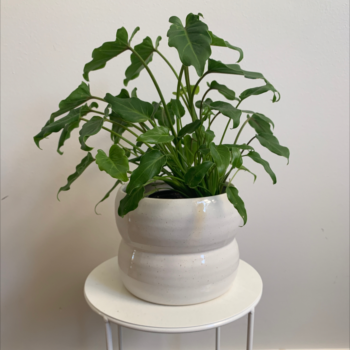 Philodendron Xanadu plant in a white pot on a small table, appearing healthy with green leaves.