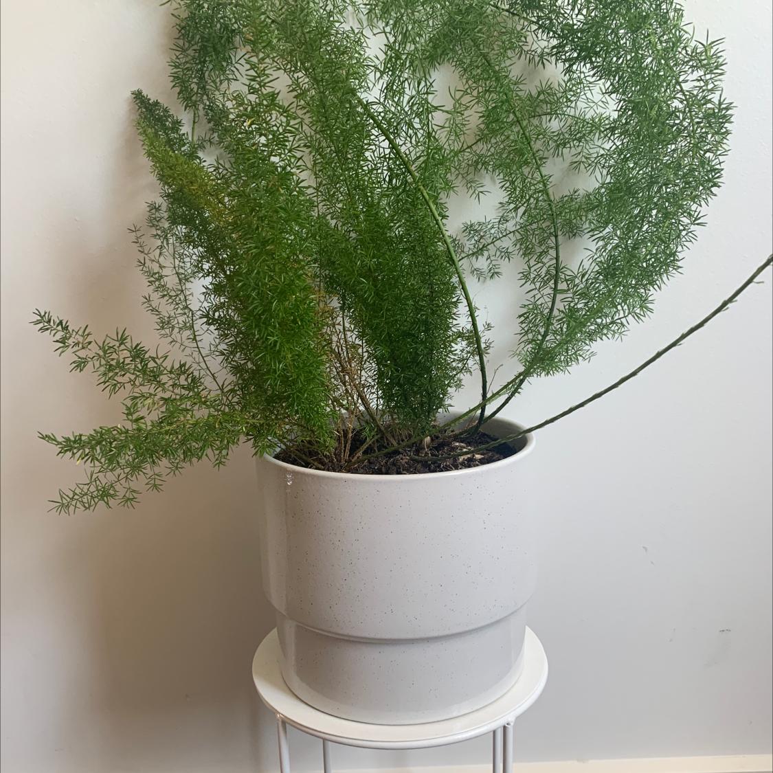 Healthy, lush asparagus fern plant with feathery green foliage growing in a white ceramic pot.
