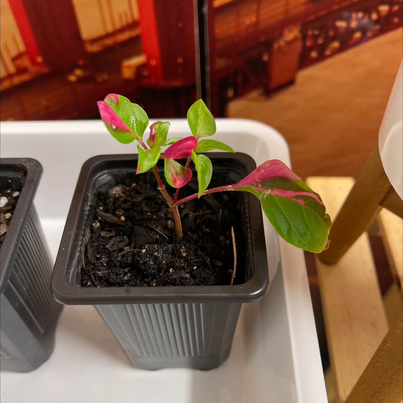 Photo of the plant species Party Time Alternanthera by @cass.maris named Pinky on Greg, the plant care app