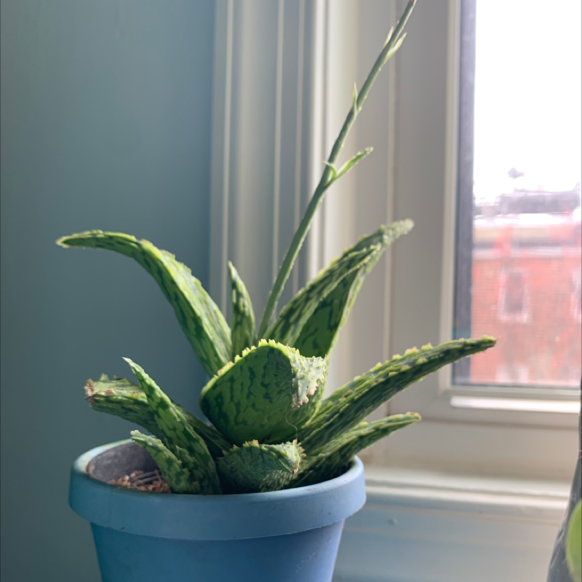 Photo of the plant species Aloe 'Guido' by @Siggysgarden named Prickly pear on Greg, the plant care app
