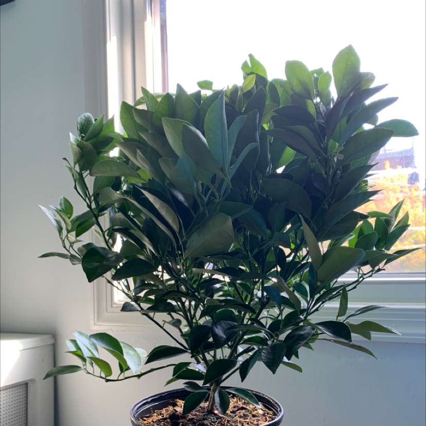 Healthy Calamondin plant near a window with vibrant green leaves.