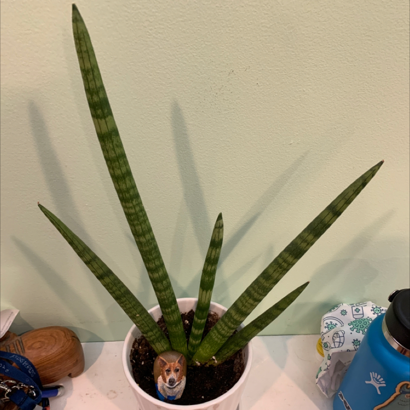 Starfish Snake Plant in a white pot with visible soil, well-framed and in focus.