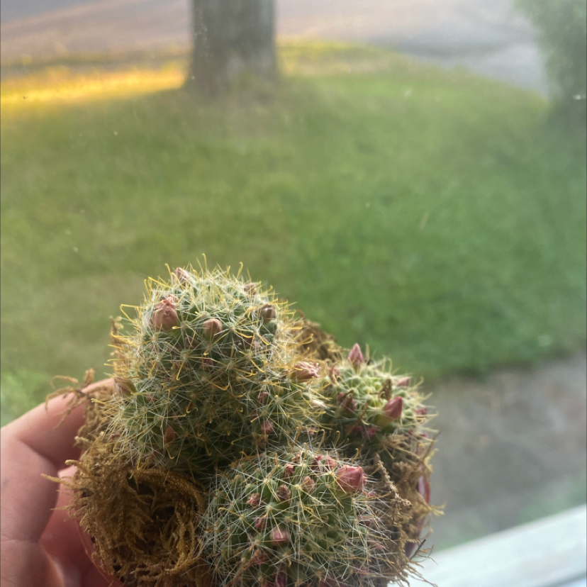 Photo of the plant species Strawberry cactus by Lindsay named Your plant on Greg, the plant care app