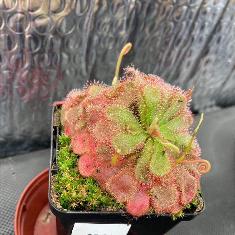 Plant care for Fan-leaved Sundew on Greg, the plant care app